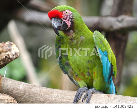 ミドリコンゴウインコ ミドリコンゴウインコ 141302422