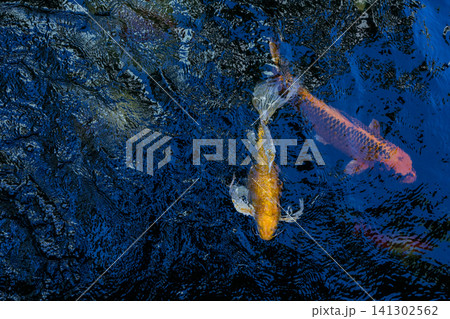 Movement of Fancy Carps Fish or Koi Swim in Pond Movement of Fancy Carps Fish or Koi Swim in Pond 141302562
