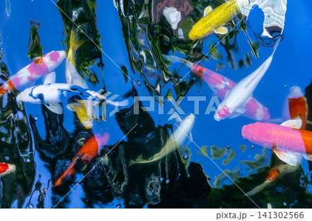 Movement of Fancy Carps Fish or Koi Swim in Pond Movement of Fancy Carps Fish or Koi Swim in Pond 141302566