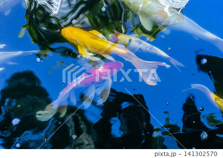 Movement of Fancy Carps Fish or Koi Swim in Pond Movement of Fancy Carps Fish or Koi Swim in Pond 141302570