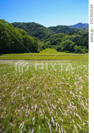 重要文化財・大野調整池の堰堤を白く染めるチガヤの群生チガヤ,茅花,ツバナ,イネ科,多年草,白い穂,綿 141302634