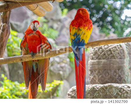 アカコンゴウインコ アカコンゴウインコ 141302700
