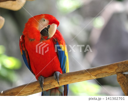 アカコンゴウインコ アカコンゴウインコ 141302701