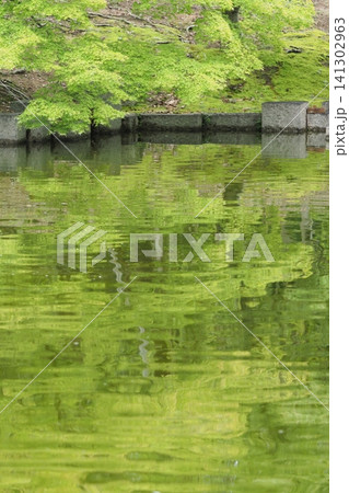 万博記念公園の池の映り込み 万博記念公園の池の映り込み 141302963