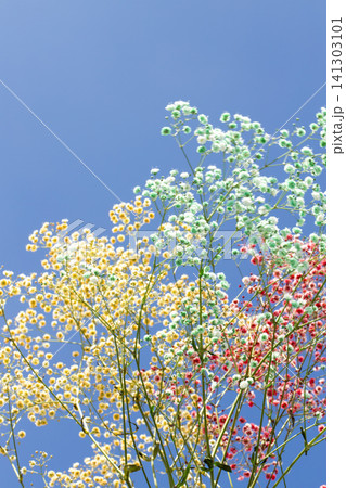 青空とかすみ草 141303101