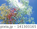 空とかすみ草 141303165