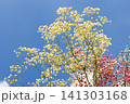 空とかすみ草 141303168