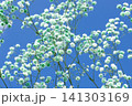 空と水色のかすみかすみ草 141303169