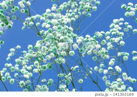空と水色のかすみかすみ草 空と水色のかすみかすみ草 141303169