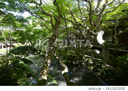 永観堂禅林寺 方丈北庭 京都市左京区永観堂町 永観堂禅林寺 方丈北庭 京都市左京区永観堂町 141303208