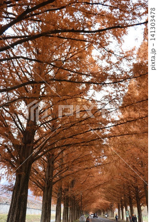 滋賀県高島市マキノのメタセコイヤの並木紅葉風景 滋賀県高島市マキノのメタセコイヤの並木紅葉風景 141303478