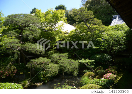 永観堂禅林寺 方丈北庭と古方丈 京都市左京区永観堂町 永観堂禅林寺 方丈北庭と古方丈 京都市左京区永観堂町 141303506