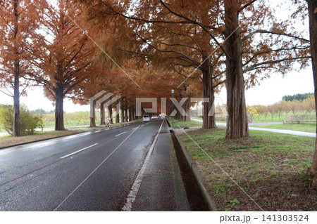 滋賀県高島市マキノのメタセコイヤの並木紅葉風景 滋賀県高島市マキノのメタセコイヤの並木紅葉風景 141303524