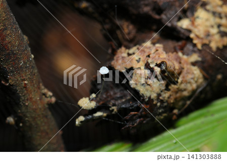 暗い朽ち木腐葉土土壌に極小の白いホウライタケ科茸(日本自然菌・キノコ生態マクロ撮影) 暗い朽ち木腐葉土土壌に極小の白いホウライタケ科茸(日本自然菌・キノコ生態マクロ撮影) 141303888