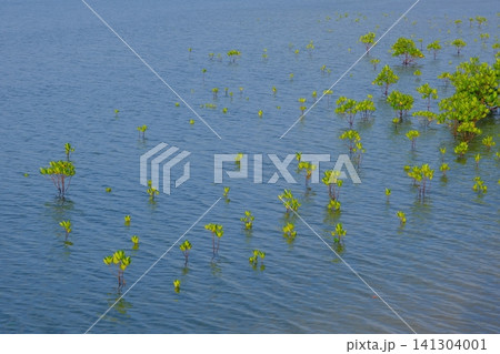 名蔵湾に植樹されたマングローブ 名蔵湾に植樹されたマングローブ 141304001