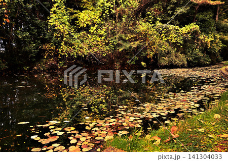 紅葉した落ち葉が浮かぶ池 紅葉した落ち葉が浮かぶ池 141304033