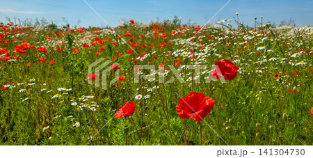 Red poppies bloom in sharp focus across a green wildflower meadow with white daisies and blue sky behind. Concept of wild summer nature and countryside beauty 141304730
