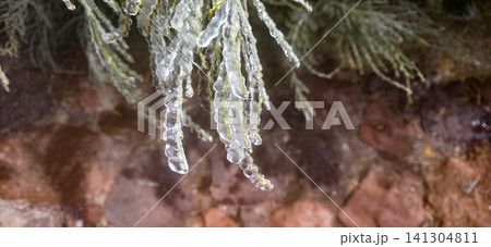 Ice-covered evergreen branches with a thick layer of frost, showcasing intricate ice formations and green needles after the rain in the frost and wind. High quality photo Ice-covered evergreen branches with a thick layer of frost, showcasing intricate ice formations and green needles after the rain in the frost and wind. High quality photo 141304811