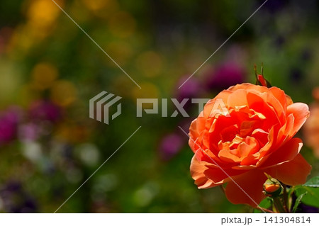 オレンジ色のバラと幻想的な花ぼけの背景 オレンジ色のバラと幻想的な花ぼけの背景 141304814