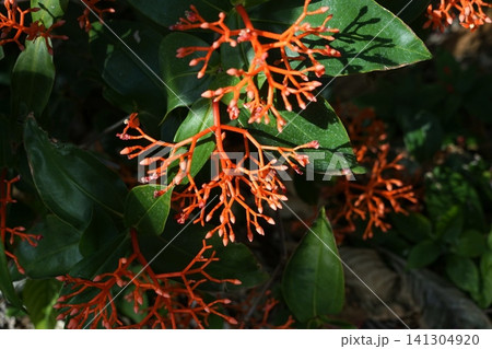 枝先からサンゴ状のオレンジ色の茎を伸ばし花を咲かせる 2月メディニラ・スコルテキニー・ノボタン科01 枝先からサンゴ状のオレンジ色の茎を伸ばし花を咲かせる 2月メディニラ・スコルテキニー・ノボタン科01 141304920