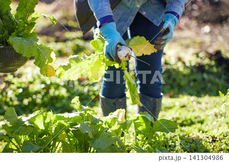 冬野菜を収穫する若い女性 冬野菜を収穫する若い女性 141304986