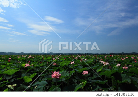 青空と蓮の花 青空と蓮の花 141305110