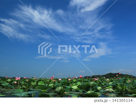 青空と蓮の花 青空と蓮の花 141305114