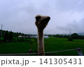 細長い首のダチョウ 141305431