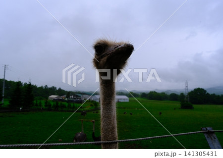 細長い首のダチョウ 細長い首のダチョウ 141305431