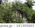 廃屋　真夏の様子 141305665