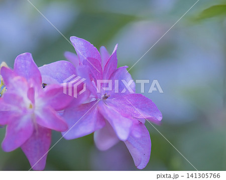 ピンクの額紫陽花 141305766