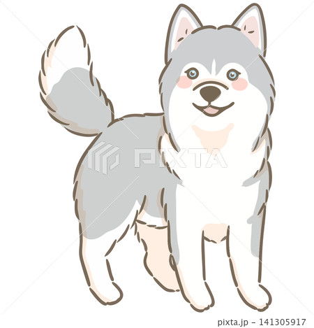 右を向いて立っているシンプルで可愛いシベリアンハスキーの手描きイラスト 右を向いて立っているシンプルで可愛いシベリアンハスキーの手描きイラスト 141305917