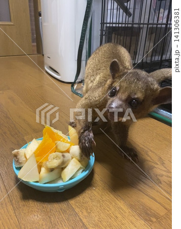 食事をするキンカジュー 食事をするキンカジュー 141306381