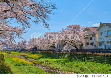 東京都調布市佐須町3丁目と佐須町4丁目の野川に架かる大橋から南側の桜を見る 東京都調布市佐須町3丁目と佐須町4丁目の野川に架かる大橋から南側の桜を見る 141306491