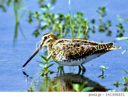 　日本の野鳥。水辺でくつろぐタシギ。 141306831