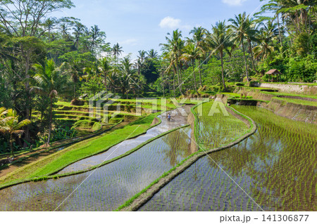 Farmer working at green rice fields on terraced hillsides in Gunung Kawi, Bali, Indonesia. Tropical palm trees in rainforest, flooded paddies and natural farming landscape on a sunny day. Farmer working at green rice fields on terraced hillsides in Gunung Kawi, Bali, Indonesia. Tropical palm trees in rainforest, flooded paddies and natural farming landscape on a sunny day. 141306877