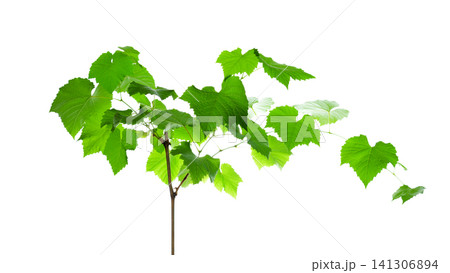 young green grape sprout with leaves on a white background young green grape sprout with leaves on a white background 141306894
