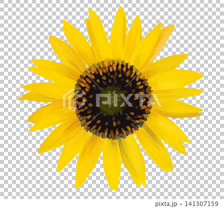 Watercolor-style yellow sunflower Watercolor-style yellow sunflower 141307159