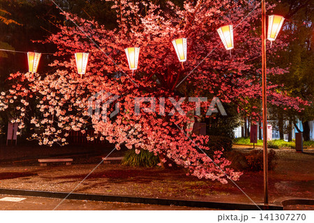 上野公園の夜桜ライトアップと雨の散策路 上野公園の夜桜ライトアップと雨の散策路 141307270