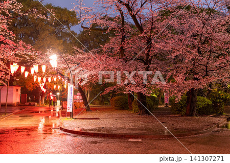 上野公園の夜桜ライトアップと雨の散策路 上野公園の夜桜ライトアップと雨の散策路 141307271