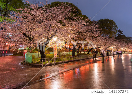 上野公園の夜桜ライトアップと雨の散策路 上野公園の夜桜ライトアップと雨の散策路 141307272