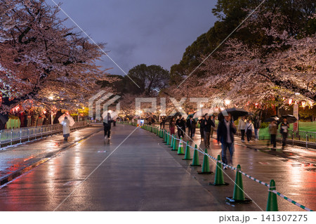 上野公園の夜桜ライトアップと雨の散策路 上野公園の夜桜ライトアップと雨の散策路 141307275
