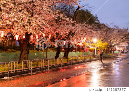 上野公園の夜桜ライトアップと雨の散策路 上野公園の夜桜ライトアップと雨の散策路 141307277