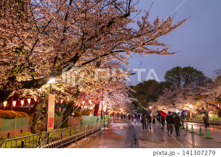 上野公園の夜桜ライトアップと雨の散策路 上野公園の夜桜ライトアップと雨の散策路 141307279