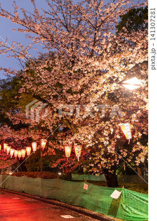 上野公園の夜桜ライトアップと雨の散策路 141307281
