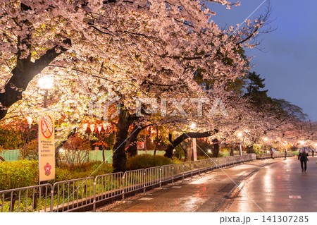 上野公園の夜桜ライトアップと雨の散策路 上野公園の夜桜ライトアップと雨の散策路 141307285