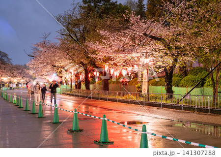 上野公園の夜桜ライトアップと雨の散策路 上野公園の夜桜ライトアップと雨の散策路 141307288