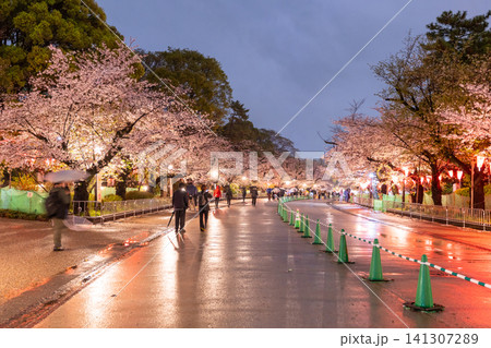 上野公園の夜桜ライトアップと雨の散策路 上野公園の夜桜ライトアップと雨の散策路 141307289