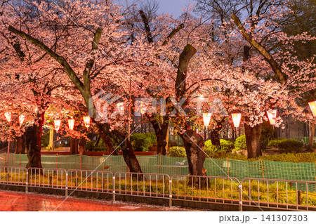 上野公園の雨の夜に咲く夜桜ライトアップ 141307303