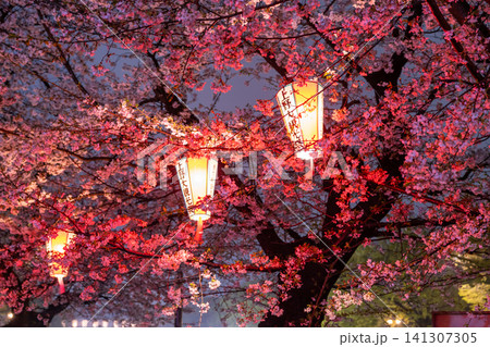上野公園の雨の夜に咲く夜桜ライトアップ 上野公園の雨の夜に咲く夜桜ライトアップ 141307305